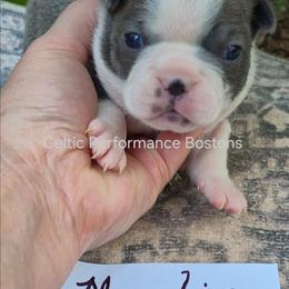Mantis - Blue male Boston Terrier puppy in Griffin, Georgia from Celtic Performance Bostons