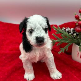 Apollonia a black roan parti - Parti female Miniature Schnauzer puppy in Russell, Kentucky from Marjorie's Simply Schnauzer