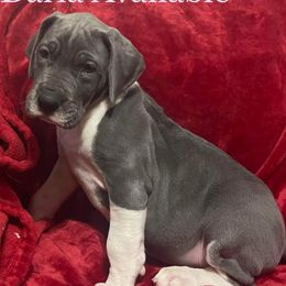 Cavalier King Charles Spaniels and Great Danes from Hough's Danes