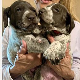 Boy 3 - male German Shorthaired Pointer puppy in Richmond, Texas from Southern Star GSP/Stern des Südens