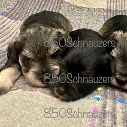 Miniature Schnauzer Puppies from 850Schnauzers