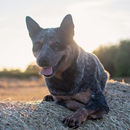 Bandit - Australian Cattle Dog
