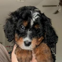 Cocoa - Tri-color female Bernedoodle puppy in Peoria, Arizona from Wroth's Paws