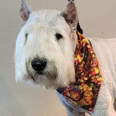 Bouvier des Flandres from Jerome Mick's Bouvier des Flandres