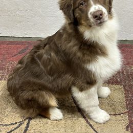 Dually - Australian Shepherd