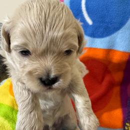 Boy 1 - Cream male Havapoo puppy in Cedar Springs, Michigan from Pridespoodles