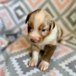 Rose - Red merle female Australian Shepherd puppy in Clover, South Carolina from Jo’s Aussies