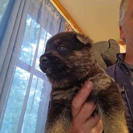 White - Black and tan male German Shepherd puppy in Dawsonville, Georgia from Vom Aussenseiter