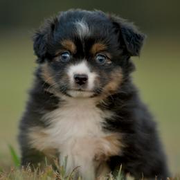 Sirene - Black tri female Toy Australian Shepherd puppy in Hartman, Arkansas from Southern Edition Aussies
