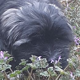 Lhasa Apso Puppies from Lots of Lhasa Love