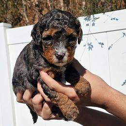 Mr. Giggles - Merle male Bernedoodle puppy in Decatur, Georgia from So Adoodable