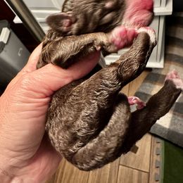 Chocolate Tri - Tri-color male Bernedoodle puppy in Holt, Missouri from Mindys Doodles