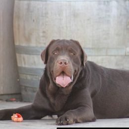 Labrador Retrievers from Labs of Romeo