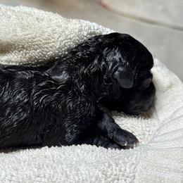 Mocah - Black female Maltipoo puppy in Tolono, Illinois from The Golden Rule Doodles