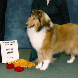Collie Puppies from Collies of Wych