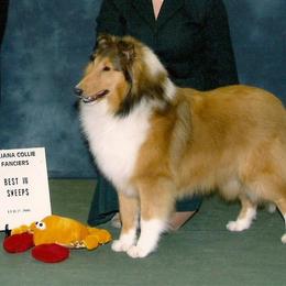 Collie Puppies from Collies of Wych