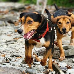 Beagles from Rustic Farm Sporting Beagles
