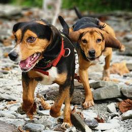 Beagles from Rustic Farm Sporting Beagles