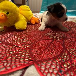 Becki - Parti female Yorkshire Terrier puppy in Brandenburg, Kentucky from Lil Amazing Paws Yorkshire Terriers