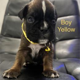 Rally - Fawn male Boxer puppy in Cicero, New York from MK Boxer Haven of CNY