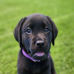 Labrador Retriever Puppies from Steele Caliber Retrievers