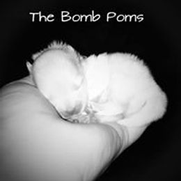 Pomeranian Puppies from The Bomb Poms