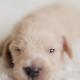 Dachshunds from Yellow House Doxies