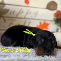 Neon collar - Black and rust male Doberman Pinscher puppy in Winamac, Indiana from DIAMOND RIDGE DOBERMANS