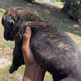 Cane Corso Puppies from Exotic Empire Kennels LLC