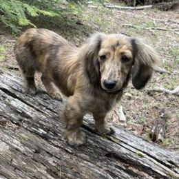 Daiwa - Dachshund
