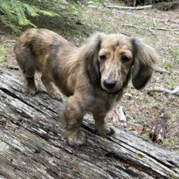 Daiwa - Dachshund