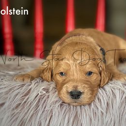 Holstein - Goldendoodle puppy in Lancaster, Minnesota from North Star Dog Training