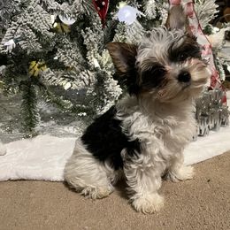 Biewer Terrier Puppies from Southern Star Biewers