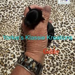 Gabby - Black and tan female Yorkshire Terrier puppy in Dierks, Arkansas from Yorkie’s Klassie Kreations