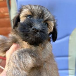 Klohe - Red sable female Havanese puppy in Melba, Idaho from Lawson Havanese