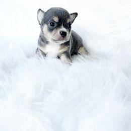 Mila - Blue and tan female Chihuahua puppy in Sacramento, California from Honey Bee Chihuahua’s