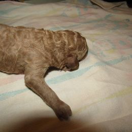 Goldendoodle and Poodle Puppies from David & Patricia Elliott
