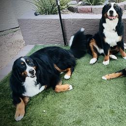 Bernese Mountain Dogs from Copper Star Bernese Mountain Dogs