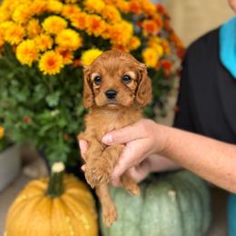 Belle - Ruby female Cavalier King Charles Spaniel puppy in Vaughn, Montana from Alpine Cavaliers