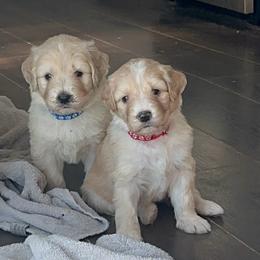 Girl 1 - female Golden Mountain Doodle puppy in Calhan, Colorado from Snowy Goldens LLC