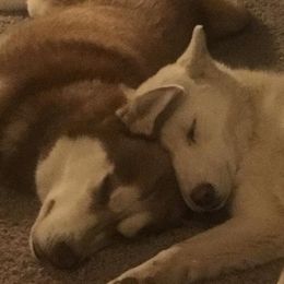 Siberian Huskies from The Husky Barn