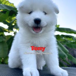 Samoyed Puppies from Southern Roux Samoyeds