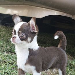 Chihuahua All Grown Up from Precious Paws Chihuahuas