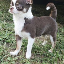 Chihuahua All Grown Up from Precious Paws Chihuahuas