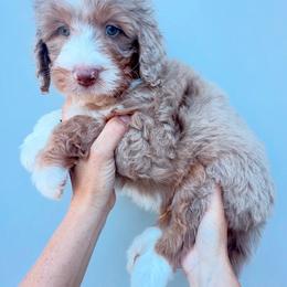 Samson - Red merle male Aussiedoodle puppy in Orland, California from Shockley’s Elite Doodles