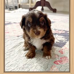 Boy 2 Aussie - Red male Miniature Australian Shepherd puppy in Pensacola, Florida from TNT MINI AUSSIES