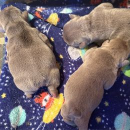 French Bulldog puppies from PJG French Bulldogs