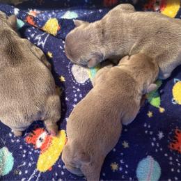 French Bulldog puppies from PJG French Bulldogs