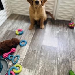 Golden Retriever Puppies from McAbee’s Golden Retrievers