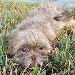 Chocolate - Liver male Shih Tzu puppy in Saint Johns, Florida from BEH Puppies LLC